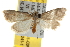  ( - BIOUG06951-C09)  @13 [ ] CreativeCommons - Attribution (2013) CBG Photography Group Centre for Biodiversity Genomics
