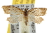  ( - BIOUG06951-D03)  @14 [ ] CreativeCommons - Attribution (2013) CBG Photography Group Centre for Biodiversity Genomics
