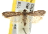  ( - BIOUG06951-H06)  @12 [ ] CreativeCommons - Attribution (2013) CBG Photography Group Centre for Biodiversity Genomics