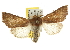  ( - BIOUG06952-A03)  @14 [ ] CreativeCommons - Attribution (2013) CBG Photography Group Centre for Biodiversity Genomics