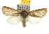  ( - BIOUG06952-B05)  @14 [ ] CreativeCommons - Attribution (2013) CBG Photography Group Centre for Biodiversity Genomics