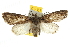  ( - BIOUG06952-B07)  @14 [ ] CreativeCommons - Attribution (2013) CBG Photography Group Centre for Biodiversity Genomics