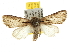 ( - BIOUG06952-B08)  @14 [ ] CreativeCommons - Attribution (2013) CBG Photography Group Centre for Biodiversity Genomics