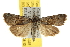  ( - BIOUG06952-C07)  @12 [ ] CreativeCommons - Attribution (2013) CBG Photography Group Centre for Biodiversity Genomics