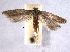  ( - BIOUG06952-D06)  @13 [ ] CreativeCommons - Attribution (2013) CBG Photography Group Centre for Biodiversity Genomics