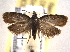  ( - BIOUG06952-G08)  @12 [ ] CreativeCommons - Attribution (2013) CBG Photography Group Centre for Biodiversity Genomics