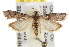  ( - BIOUG07104-F08)  @14 [ ] CreativeCommons - Attribution (2013) CBG Photography Group Centre for Biodiversity Genomics