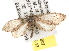  ( - BIOUG07105-B07)  @13 [ ] CreativeCommons - Attribution (2013) CBG Photography Group Centre for Biodiversity Genomics