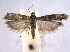  ( - BIOUG07105-D08)  @14 [ ] CreativeCommons - Attribution (2013) CBG Photography Group Centre for Biodiversity Genomics