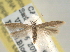  ( - BIOUG07782-A01)  @14 [ ] CreativeCommons - Attribution (2013) CBG Photography Group Centre for Biodiversity Genomics