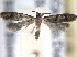  ( - BIOUG09819-D12)  @13 [ ] CreativeCommons - Attribution (2014) CBG Photography Group Centre for Biodiversity Genomics