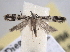  ( - BIOUG09819-F04)  @13 [ ] CreativeCommons - Attribution (2013) CBG Photography Group Centre for Biodiversity Genomics