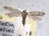  (Scrobipalpa n. sp. 3 - BIOUG09819-F06)  @13 [ ] CreativeCommons - Attribution (2013) CBG Photography Group Centre for Biodiversity Genomics