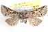  ( - BIOUG11929-A05)  @14 [ ] CreativeCommons - Attribution (2014) CBG Photography Group Centre for Biodiversity Genomics