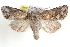  ( - BIOUG11929-D08)  @15 [ ] CreativeCommons - Attribution (2014) CBG Photography Group Centre for Biodiversity Genomics