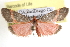  ( - BIOUG11929-E09)  @12 [ ] CreativeCommons - Attribution (2014) CBG Photography Group Centre for Biodiversity Genomics