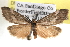  ( - BIOUG11929-G09)  @14 [ ] CreativeCommons - Attribution (2014) CBG Photography Group Centre for Biodiversity Genomics