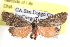  ( - BIOUG11929-G10)  @13 [ ] CreativeCommons - Attribution (2014) CBG Photography Group Centre for Biodiversity Genomics