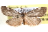  ( - BIOUG11929-G11)  @14 [ ] CreativeCommons - Attribution (2014) CBG Photography Group Centre for Biodiversity Genomics