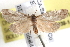  (Cisthene liberomacula - BIOUG11929-H01)  @14 [ ] CreativeCommons - Attribution (2014) CBG Photography Group Centre for Biodiversity Genomics