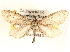  ( - BIOUG11930-B11)  @14 [ ] CreativeCommons - Attribution (2014) CBG Photography Group Centre for Biodiversity Genomics