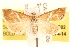  ( - BIOUG11930-C02)  @14 [ ] CreativeCommons - Attribution (2014) CBG Photography Group Centre for Biodiversity Genomics