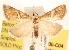  ( - BIOUG11930-C04)  @14 [ ] CreativeCommons - Attribution (2014) CBG Photography Group Centre for Biodiversity Genomics