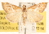  ( - BIOUG11930-C05)  @14 [ ] CreativeCommons - Attribution (2014) CBG Photography Group Centre for Biodiversity Genomics