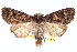  ( - BIOUG11930-H02)  @14 [ ] CreativeCommons - Attribution (2014) CBG Photography Group Centre for Biodiversity Genomics