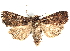  ( - BIOUG11930-H04)  @14 [ ] CreativeCommons - Attribution (2014) CBG Photography Group Centre for Biodiversity Genomics
