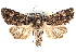  ( - BIOUG11930-H05)  @14 [ ] CreativeCommons - Attribution (2014) CBG Photography Group Centre for Biodiversity Genomics
