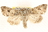  ( - BIOUG11930-H07)  @14 [ ] CreativeCommons - Attribution (2014) CBG Photography Group Centre for Biodiversity Genomics