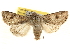  ( - BIOUG11930-H10)  @14 [ ] CreativeCommons - Attribution (2014) CBG Photography Group Centre for Biodiversity Genomics