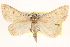  (Hemeroplanis historialis - BIOUG11931-B05)  @14 [ ] CreativeCommons - Attribution (2014) CBG Photography Group Centre for Biodiversity Genomics