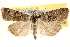  ( - BIOUG11931-B10)  @13 [ ] CreativeCommons - Attribution (2014) CBG Photography Group Centre for Biodiversity Genomics