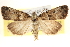  ( - BIOUG11931-C12)  @12 [ ] CreativeCommons - Attribution (2014) CBG Photography Group Centre for Biodiversity Genomics