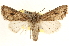  ( - BIOUG11931-D06)  @14 [ ] CreativeCommons - Attribution (2014) CBG Photography Group Centre for Biodiversity Genomics