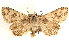  ( - BIOUG11931-D07)  @13 [ ] CreativeCommons - Attribution (2014) CBG Photography Group Centre for Biodiversity Genomics