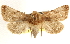  ( - BIOUG11931-F06)  @15 [ ] CreativeCommons - Attribution (2014) CBG Photography Group Centre for Biodiversity Genomics