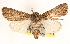  ( - BIOUG11931-F07)  @14 [ ] CreativeCommons - Attribution (2014) CBG Photography Group Centre for Biodiversity Genomics