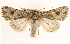  ( - BIOUG11931-F09)  @14 [ ] CreativeCommons - Attribution (2014) CBG Photography Group Centre for Biodiversity Genomics