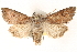  ( - BIOUG11931-G08)  @14 [ ] CreativeCommons - Attribution (2014) CBG Photography Group Centre for Biodiversity Genomics