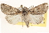  ( - BIOUG11932-B06)  @14 [ ] CreativeCommons - Attribution (2014) CBG Photography Group Centre for Biodiversity Genomics