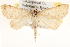 ( - BIOUG11932-C01)  @13 [ ] CreativeCommons - Attribution (2014) CBG Photography Group Centre for Biodiversity Genomics