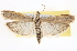  ( - BIOUG11932-C03)  @14 [ ] CreativeCommons - Attribution (2014) CBG Photography Group Centre for Biodiversity Genomics