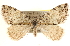  ( - BIOUG11932-E02)  @13 [ ] CreativeCommons - Attribution (2014) CBG Photography Group Centre for Biodiversity Genomics