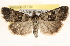  (Copibryophila - BIOUG11932-E07)  @14 [ ] CreativeCommons - Attribution (2014) CBG Photography Group Centre for Biodiversity Genomics
