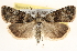  ( - BIOUG11932-E08)  @13 [ ] CreativeCommons - Attribution (2014) CBG Photography Group Centre for Biodiversity Genomics