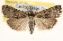  ( - BIOUG11932-E10)  @12 [ ] CreativeCommons - Attribution (2014) CBG Photography Group Centre for Biodiversity Genomics