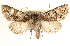  ( - BIOUG11932-F08)  @13 [ ] CreativeCommons - Attribution (2014) CBG Photography Group Centre for Biodiversity Genomics